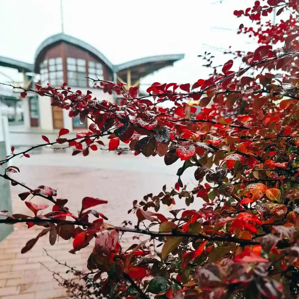 Tiszaföldvár közösségi eseményei és programjai - Közösségi élet