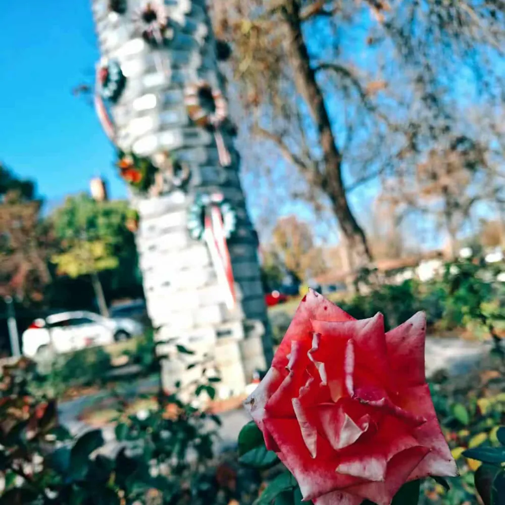 Tiszaföldvár látnivalók