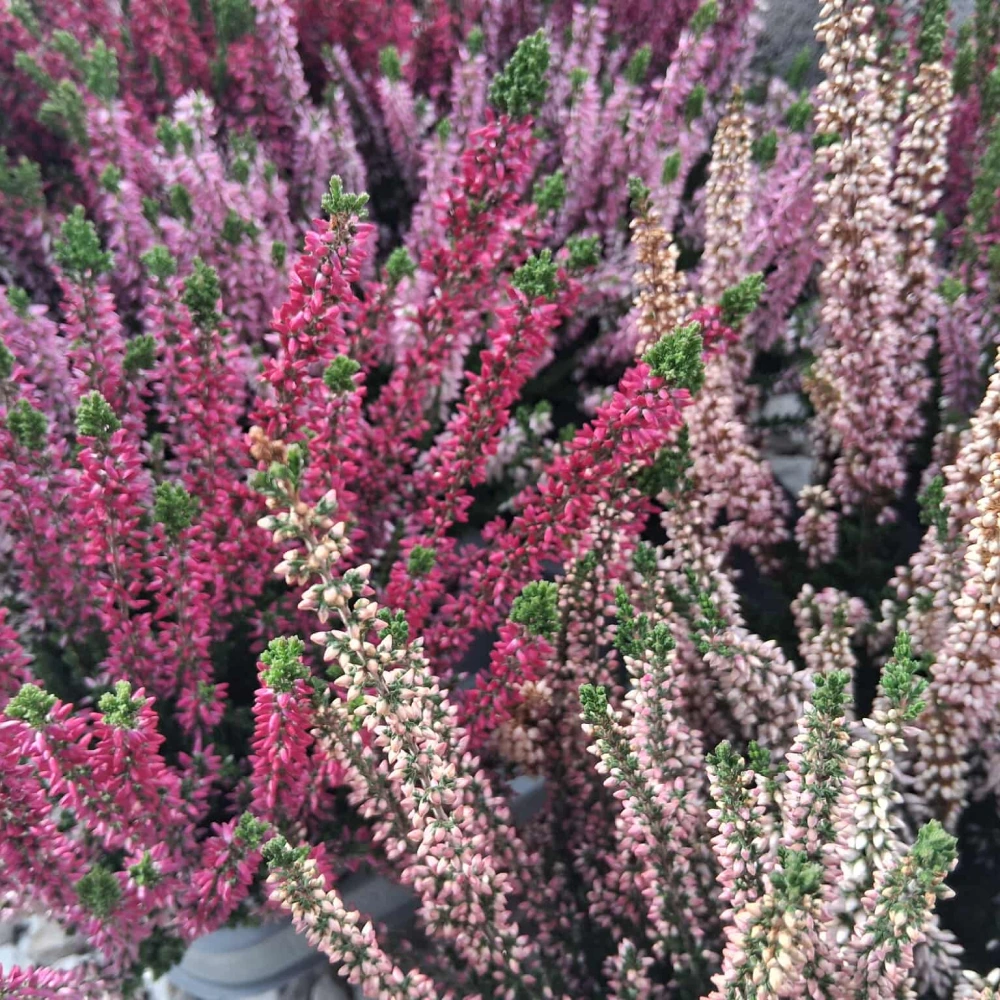 Amikor a virágokból élet születik - 1. szekció