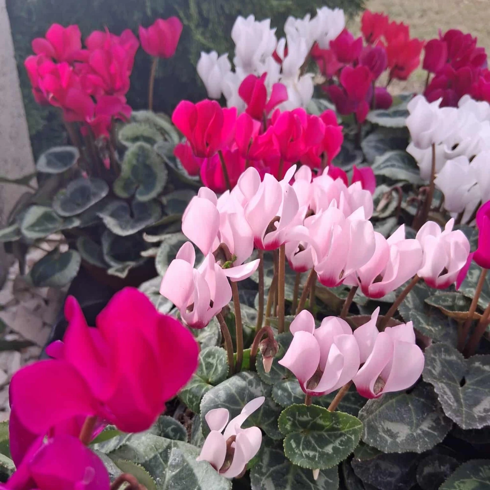 Amikor a virágokból élet születik - 3. szekció